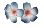 Hawaiian Colorful Flower Earrings