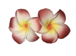 Hawaiian Colorful Flower Earrings