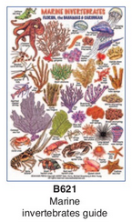 Sea Life Guide Cards & Book