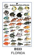 Sea Life Guide Cards & Book
