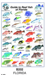 Sea Life Guide Cards & Book