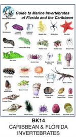Sea Life Guide Cards & Book