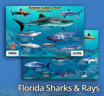 Sea Life Guide Cards & Book