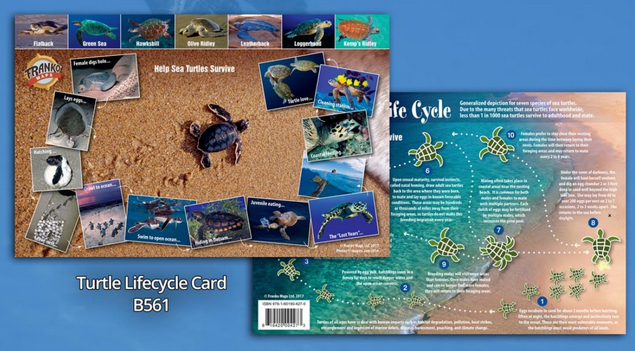 Sea Life Guide Cards & Book