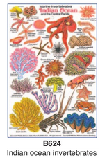 Sea Life Guide Cards & Book