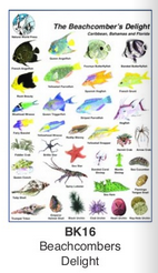 Sea Life Guide Cards & Book